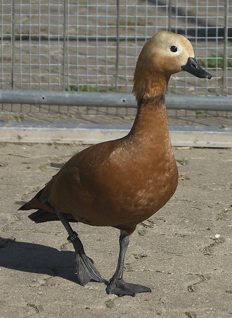 西甲这一